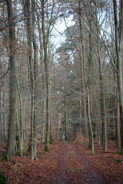Eindeloze weg in het wild bos reis achtergrond hoge kwaliteit prints — Stockfoto