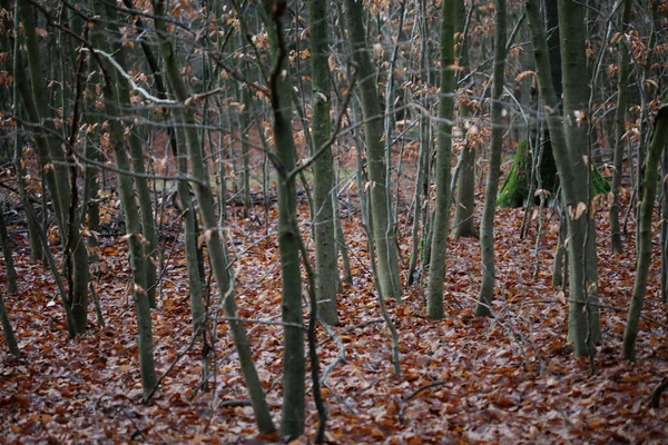 Nekonečná cesta v divoké lesní výlet pozadí vysoce kvalitní tisky — Stock fotografie