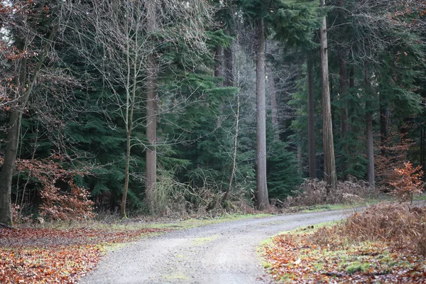 Eindeloze weg in het wild bos reis achtergrond hoge kwaliteit prints — Stockfoto