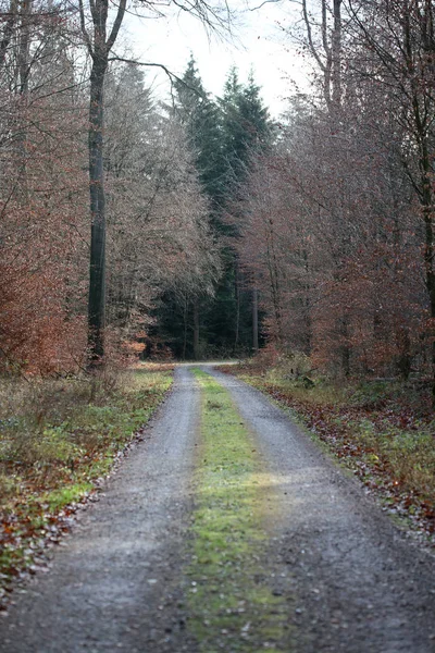 Бесконечная дорога в дикой лесной поездке фон высокого качества печати — стоковое фото