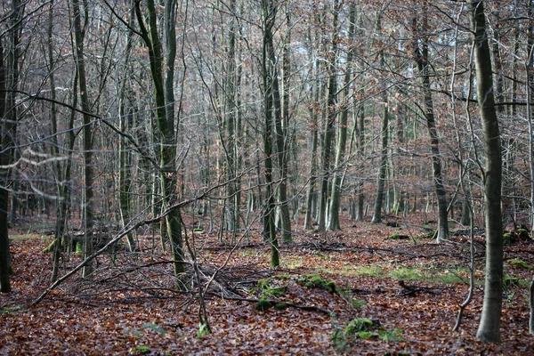Végtelen út a vad erdei utazás háttér kiváló minőségű nyomatok — Stock Fotó