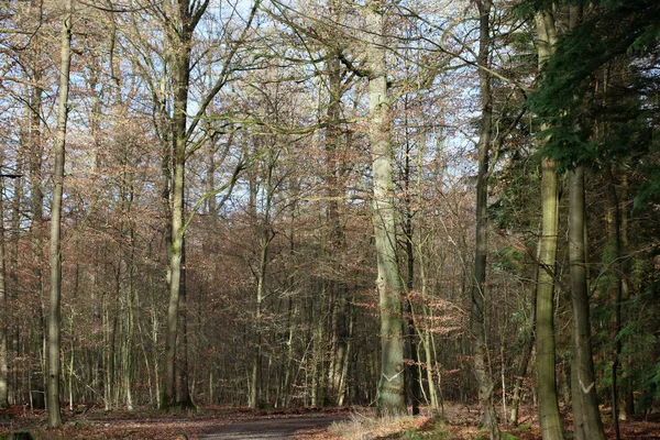 Endlose Straße im wilden Wald Reise Hintergrund hochwertige Drucke — Stockfoto