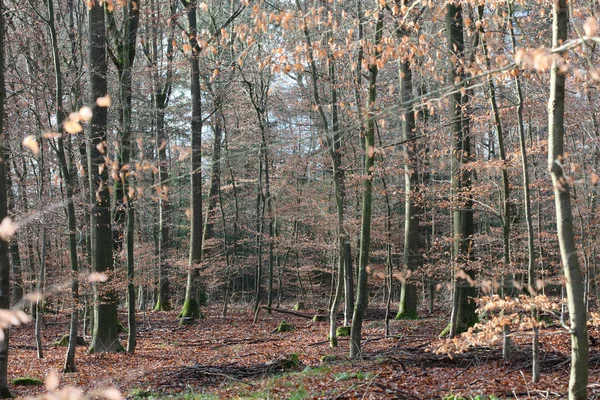 Oändlig väg i vilda skogen resa bakgrund hög kvalitet tryck — Stockfoto