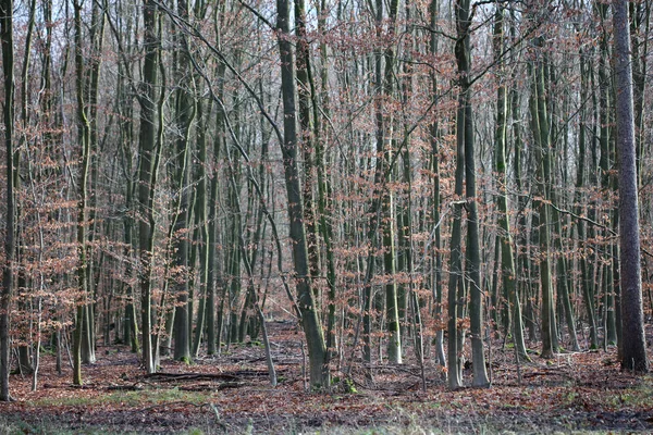 Camino sin fin en bosque salvaje viaje fondo impresiones de alta calidad — Foto de Stock