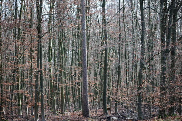 Eindeloze weg in het wild bos reis achtergrond hoge kwaliteit prints — Stockfoto