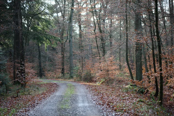 Eindeloze weg in het wild bos reis achtergrond hoge kwaliteit prints — Stockfoto