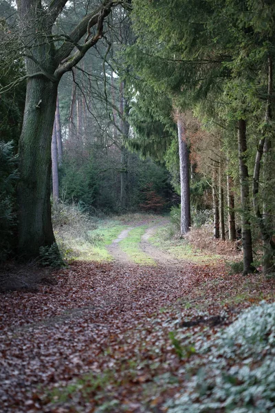 Eindeloze weg in het wild bos reis achtergrond hoge kwaliteit prints — Stockfoto