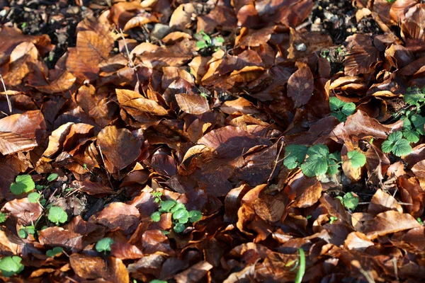 Winter dead leafs on ground macro background high quality prints — Stock Photo, Image