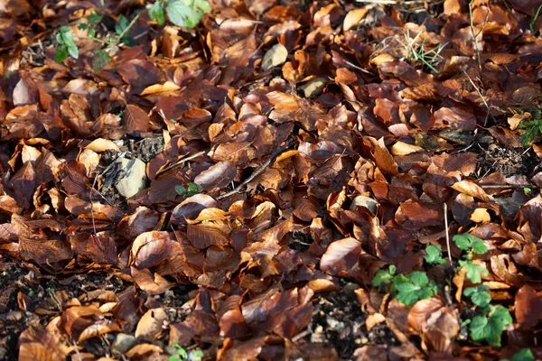 Winter dead leafs on ground macro background high quality prints — Stockfoto