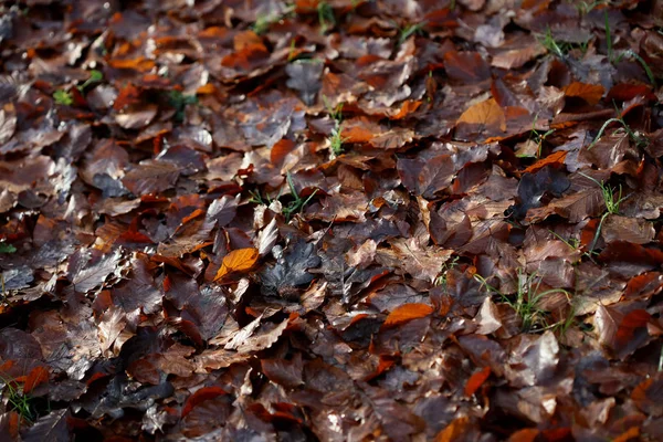 地上冬季枯叶宏观背景高质量印刷品 — 图库照片