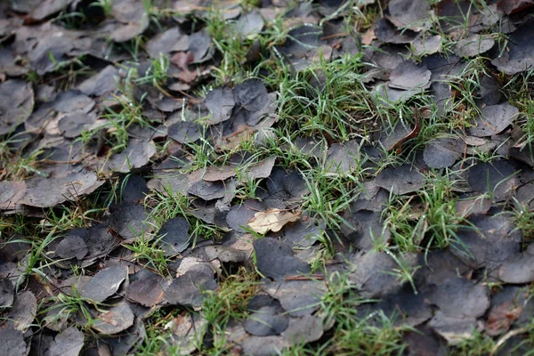 Zimní mrtvé listy na zemi makro pozadí vysoce kvalitní tisky — Stock fotografie