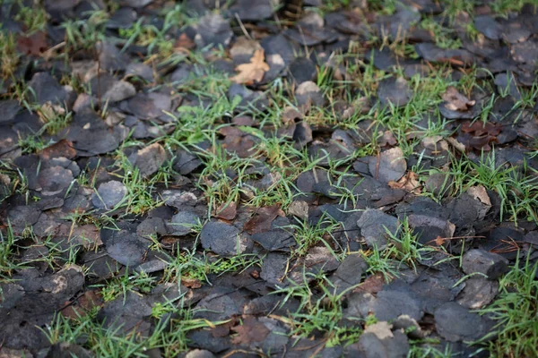 Inverno folhas mortas no chão macro fundo impressões de alta qualidade — Fotografia de Stock