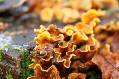 Ahşap arka planda kış mantarı yüksek kaliteli baskılar