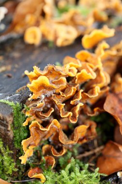 Ahşap arka planda kış mantarı yüksek kaliteli baskılar