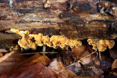 Ahşap arka planda kış mantarı yüksek kaliteli baskılar