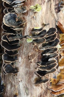 Ahşap arka planda kış mantarı yüksek kaliteli baskılar