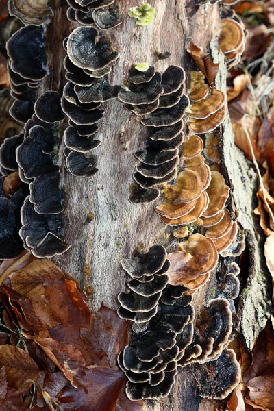 Winter mushroom on wood macro background high quality prints — Stock Photo, Image