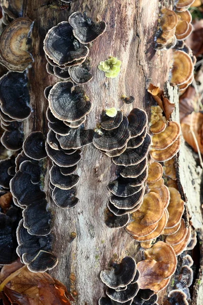 Winter mushroom on wood macro background high quality prints — Stock Photo, Image