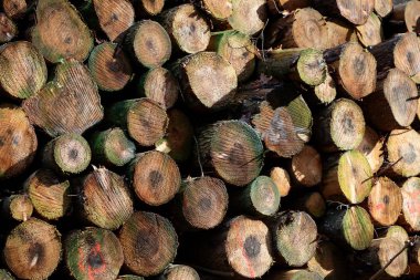 Mevsimlik kesilmiş ağaçlar kış arkaplanı yüksek kaliteli baskı çubuğu