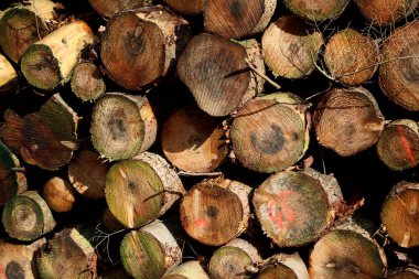 Mevsimlik kesilmiş ağaçlar kış arkaplanı yüksek kaliteli baskı çubuğu