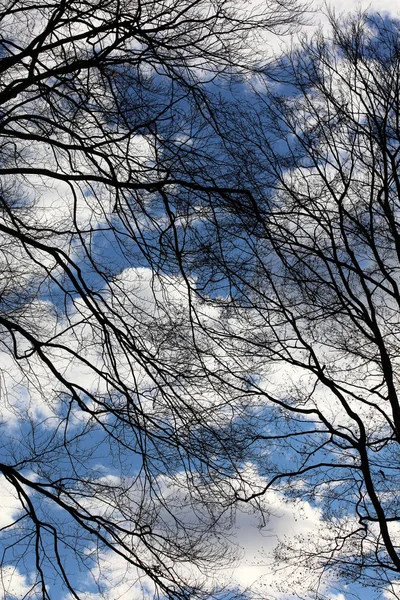Trees in blue sky background high quality prints products — Stock Photo, Image