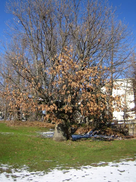 Plastira Gölü, Yunanistan, 25 Ocak 2020 Kış ve kar — Stok fotoğraf