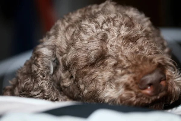 Πορτραίτο σκύλου close up υψηλής ποιότητας φόντο μεγάλο υψηλής ποιότητας — Φωτογραφία Αρχείου