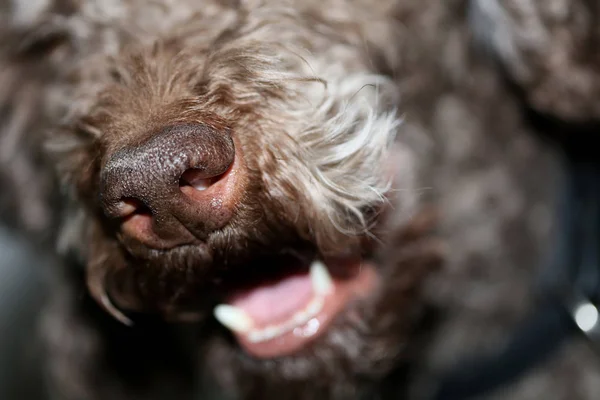 Retrato de cachorro close up de fundo de alta qualidade grande alta qualidade — Fotografia de Stock