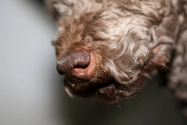 Hondenportret close-up hoge kwaliteit achtergrond grote hoge kwaliteit — Stockfoto