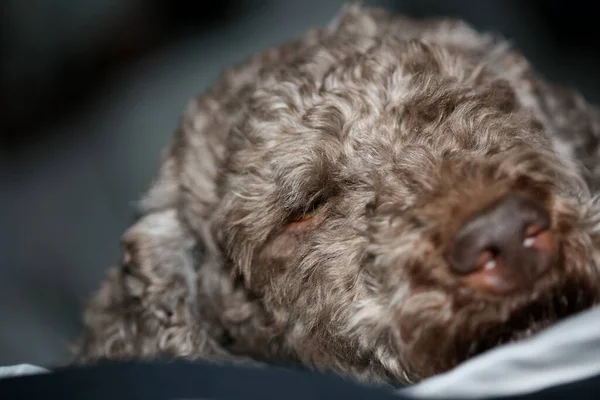 Πορτραίτο σκύλου close up υψηλής ποιότητας φόντο μεγάλο υψηλής ποιότητας — Φωτογραφία Αρχείου
