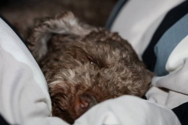 Köpek portresi, yüksek kaliteli arka plan, yüksek kalite.