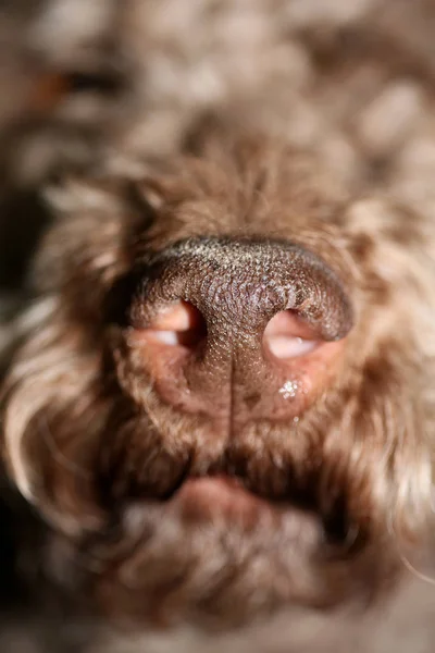 Hund Portrait Nahaufnahme hochwertiger Hintergrund groß hohe Qualität — Stockfoto