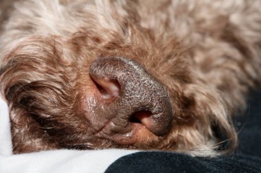 Köpek portresi, yüksek kaliteli arka plan, yüksek kalite.