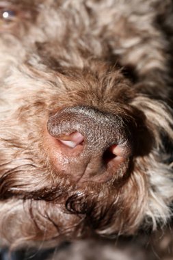 Köpek portresi, yüksek kaliteli arka plan, yüksek kalite.