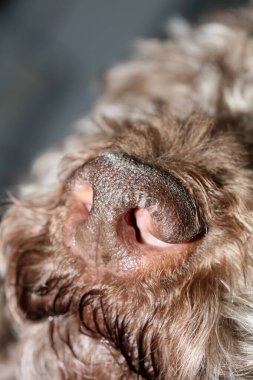 Köpek portresi, yüksek kaliteli arka plan, yüksek kalite.