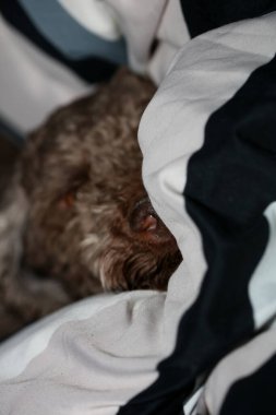 Köpek portresi, yüksek kaliteli arka plan, yüksek kalite.