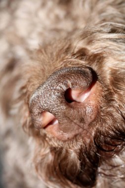 Köpek portresi, yüksek kaliteli arka plan, yüksek kalite.