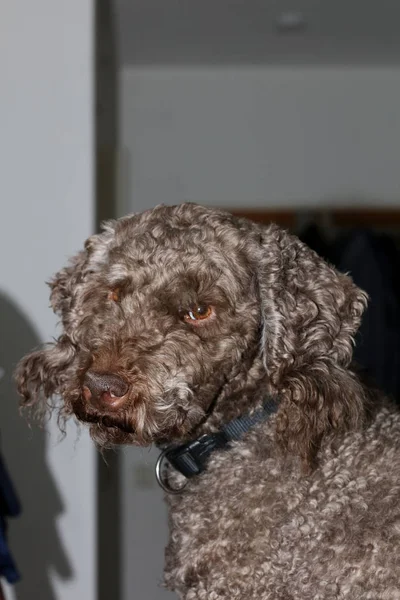 Hund porträtt närbild hög kvalitet bakgrund stor hög kvalitet — Stockfoto