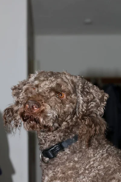 Dog portrait close up high quality background large high quality — Stock Photo, Image