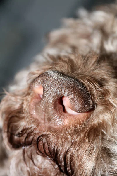 Dog portrait close up high quality background large high quality — 스톡 사진