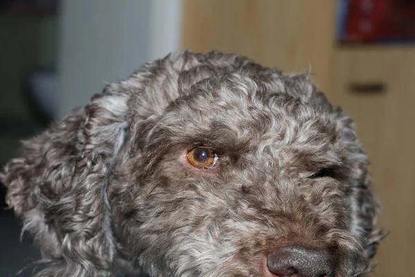Портрет собаки крупным планом высокого качества фона большое высокое качество — стоковое фото