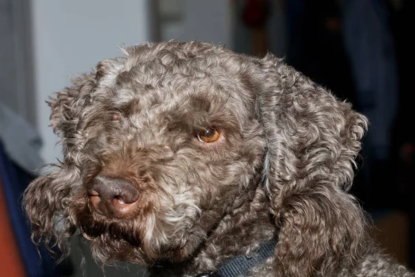 Portrait de chien gros plan arrière-plan de haute qualité grande qualité — Photo