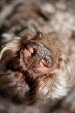 Köpek portresi, yüksek kaliteli arka plan, yüksek kalite.