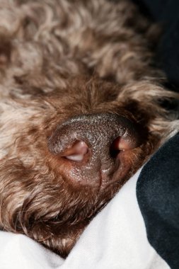 Köpek portresi, yüksek kaliteli arka plan, yüksek kalite.