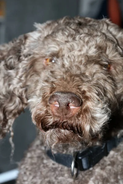 Портрет собаки крупным планом высокого качества фона большое высокое качество — стоковое фото