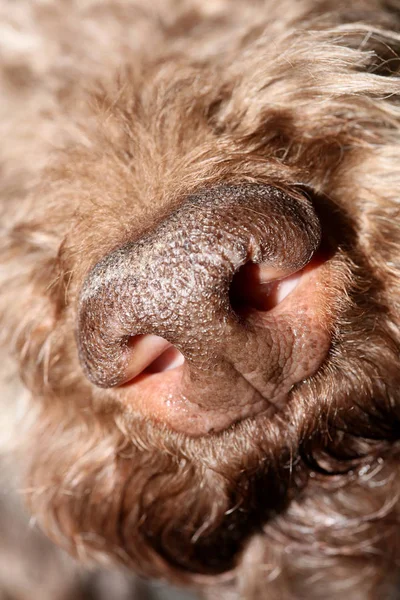 Hund porträtt närbild hög kvalitet bakgrund stor hög kvalitet — Stockfoto