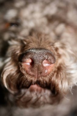 Köpek portresi, yüksek kaliteli arka plan, yüksek kalite.