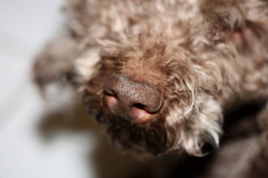 Köpek burnu makro arka plan stok fotoğrafçılığı lagotto romagnolo pr