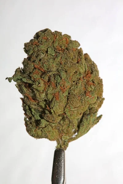 Cannabis Close Super Skunk Citron Haze Pozadí Stock Fotky Vysoká — Stock fotografie