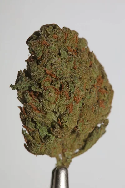 Cannabis Närbild Super Skunk Citron Dis Bakgrund Lager Bilder Hög — Stockfoto